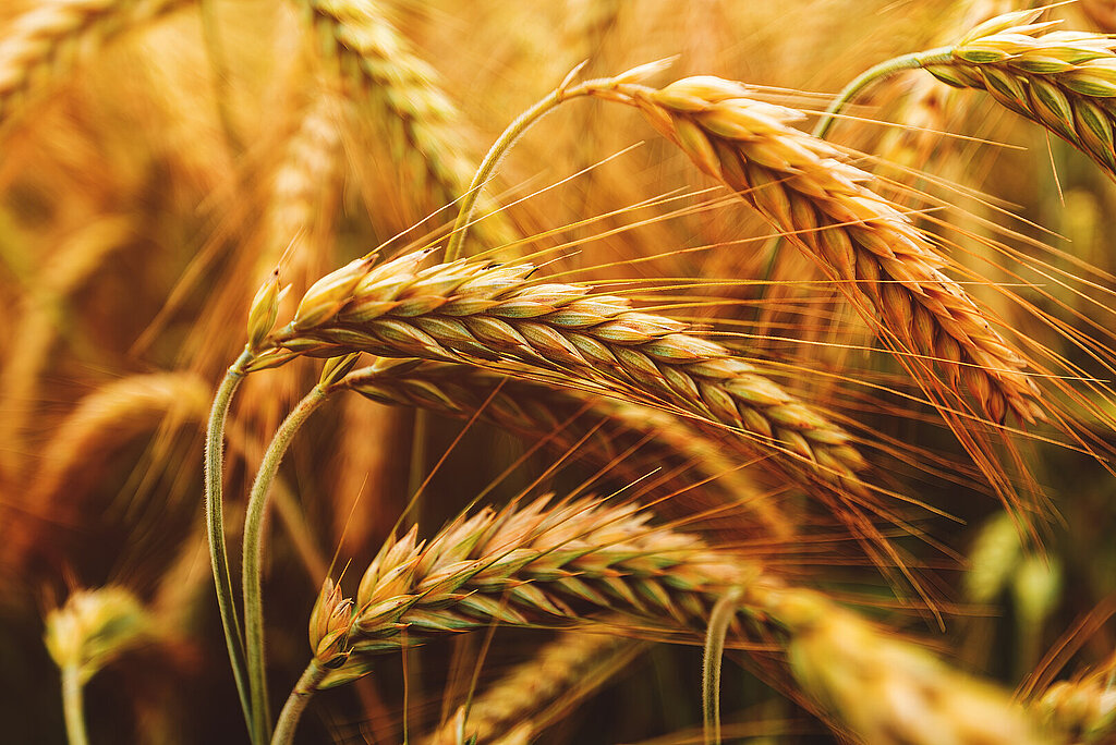 cornfield close-up