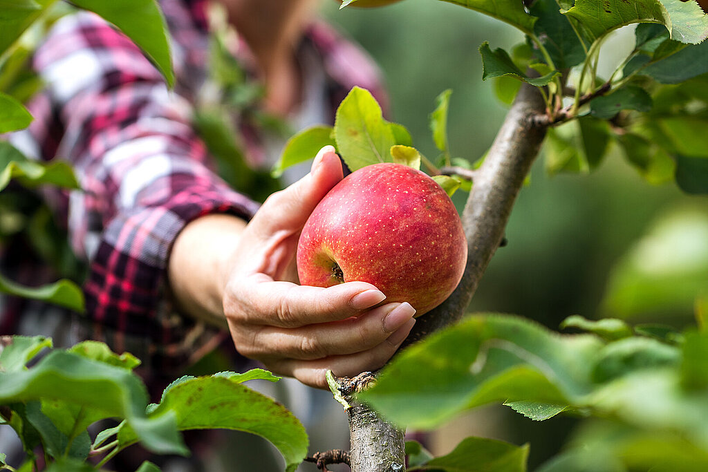 Frau pflückt Apfel vom Baum