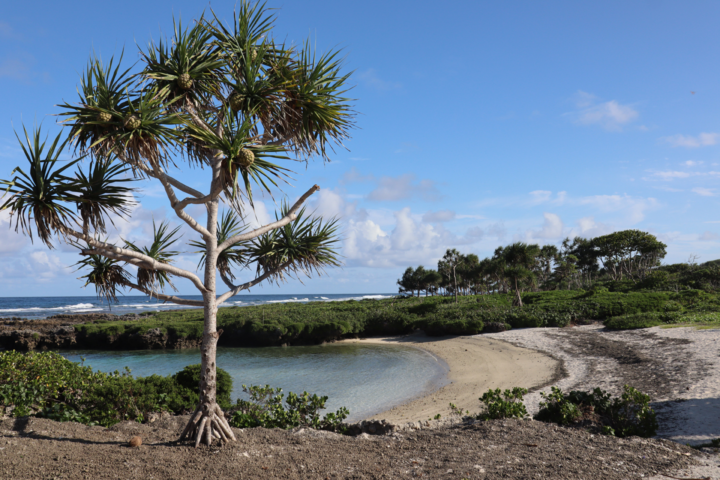 Bild Strand mit palme Vanuatu